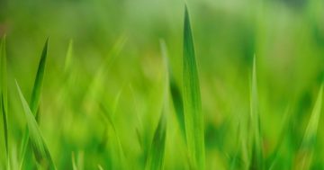 The Best Time to Reseed Your Lawn